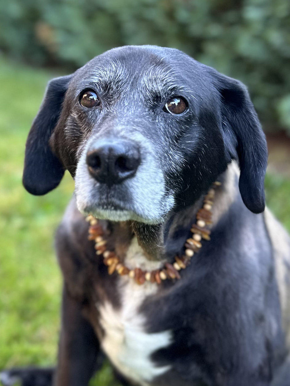 Hund Marly